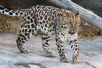 Far Eastern leopard on the rock