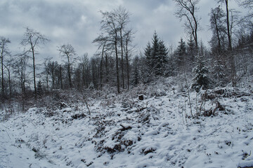 Waldlandschaft im Winter