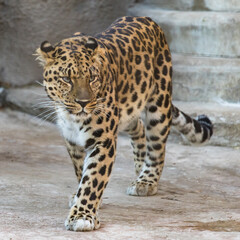 Fototapeta na wymiar Far Eastern leopard on the rock