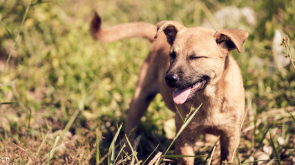 A puppy on the green grass and looking happy background with copy space  