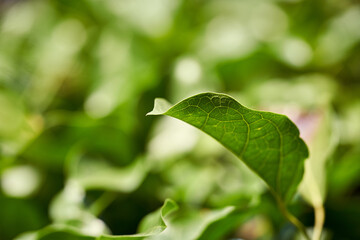 close-up beautiful green leaves on blur background shot by macro technique 