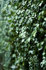 beautiful vertical green leaves wall background and wallpaper