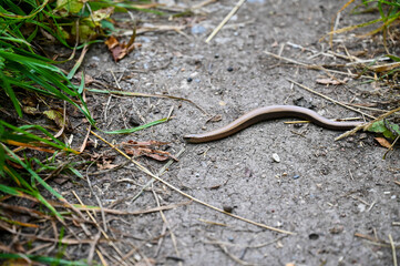 A blindworm (Anguis fragilis) on a path.