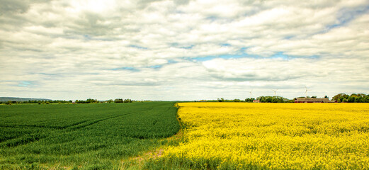 yellow and green field and blue sky