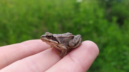 frog in the hand