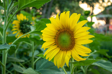 Sunflower (Helianthus annuus) , In the family: Asteraceae (Compositae),Sunflower. A photograph of a landscape of a sunflower field blooming in the sun.