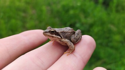 frog in the hand