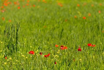 Coquelicots dans un champ de céréales à Chichilianne, France