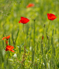 Obraz premium Coquelicots dans la prairie à Chichilianne, France