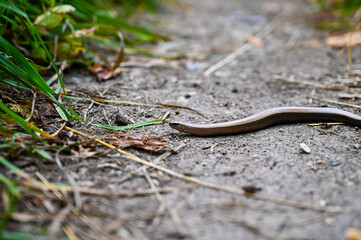 A blindworm (Anguis fragilis) on a path.