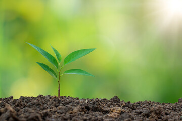 Planting the plants in full sun and with regular care will allow them to grow and flourish.