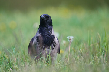 Nebelkrähe bei der Futtersuche im Frühjahr	