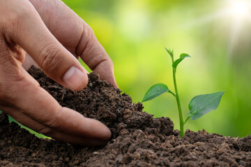 Growing plants in fertile soil and regular care Will make the plants grow and flourish.