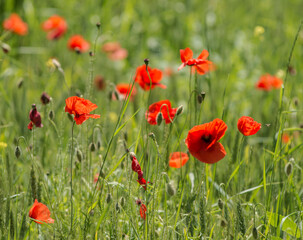 Coquelicots dans un champ de céréales à Chichilianne, France