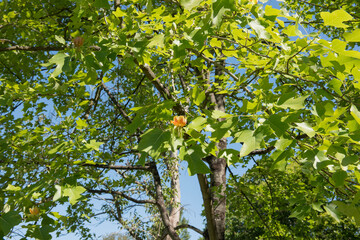Summer Foliage of a Deciduous Chinese Tulip Tree (Liriodendron chinense) Growing in a Garden with a...