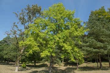 Summer Foliage of a Deciduous Chinese Tulip Tree (Liriodendron chinense) Growing in a Garden with a Bright Blue Sky Background in Rural Devon, England, UK