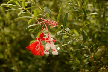 red white figures spring