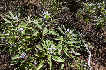 Wandern auf La Gomera