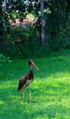 Black stork, ciconia nigra