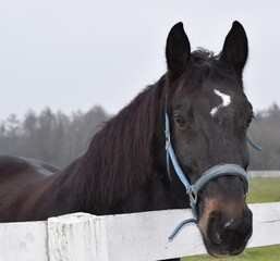 portrait of a horse © Agnieszka