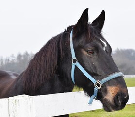 horse in the snow © Agnieszka