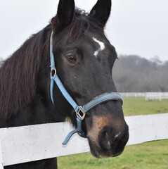 brown horse portrait © Agnieszka