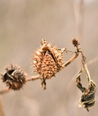 buds of willow © Agnieszka