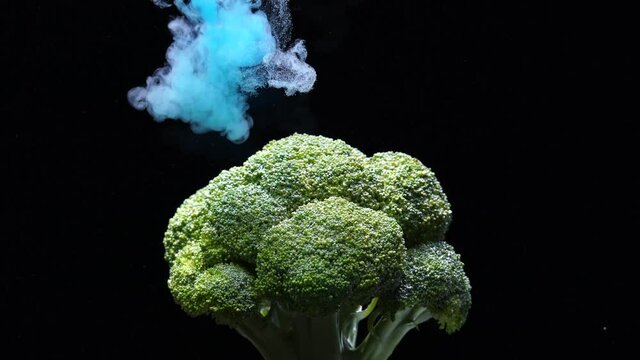 colored smoke filling the screen flower pink nature isolated carnation rose blossom red white floral black beauty flora bloom petal plant closeup garden love flowers spring macro beautiful petals