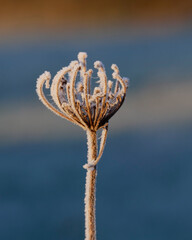 frost on the branches