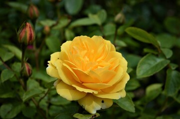 beautiful yellow rose
