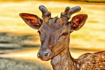 Young deer portrait close-up outdoors