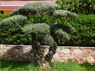 An olive tree pruned in an interesting way