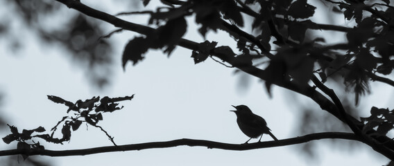 Oiseau noir et blanc