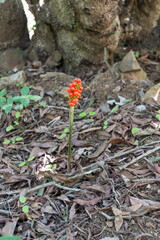 Blüte auf La Gomera