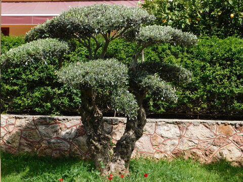 An olive tree pruned in an interesting way