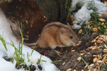 Brandmäuse (Apodemus agrarius) am Vogelfutter	