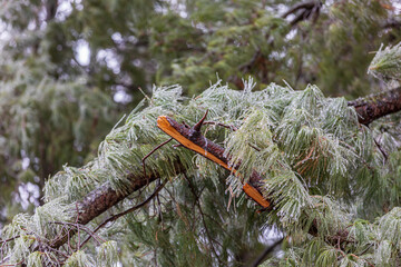 Broken pine tree branch due to ice storm damage. Concept of winter weather and storm clean up.