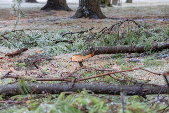 Broken pine tree branches on ground after winter ice storm. Concept of winter weather damage and storm cleanup.