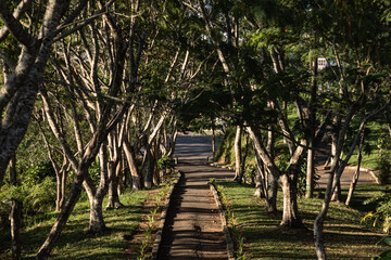 Caminho entre as árvores 