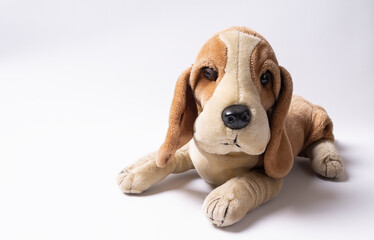 Beagle puppy on white background.