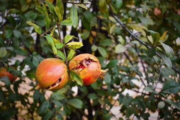 juicy fresh splitted or cracked pomegranates on tree