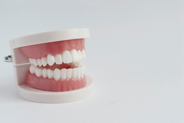 Dental model of human teeth. Medical banner. White smile, whitening. Brushing your teeth. Treatment of dental caries. Care for the oral cavity. A dental prosthesis. Implantation.