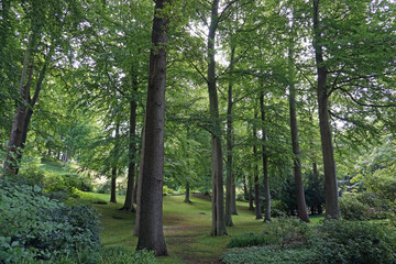 Wald im Sommer, grüne Blätter im historischen Kurpark von Malente in Schleswig-Holstein - Waldbaden nach Sebastian Kneipp im Kurbad - forest bathing,