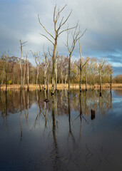 Winter landscape image of the dead trees in Arcot Pond, Cramlington, Northumberland, England.