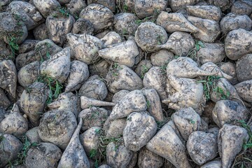 Fototapeta na wymiar Sugar beet . vegetables on the field. pile of white beetroot
