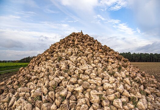 Sugar beet . vegetables on the field. pile of white beetroot