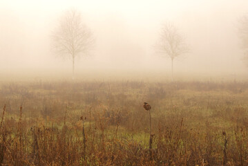 Obraz premium Birken im Herbstnebel