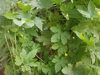 green leaves of a bitter melon vine selectively focused 