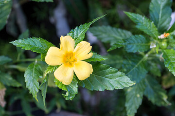 Blüte auf La Gomera