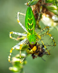 Green Lynx Spider and its meal along the Shadow Creek Ranch Nature Trail in Pearland, Texas!